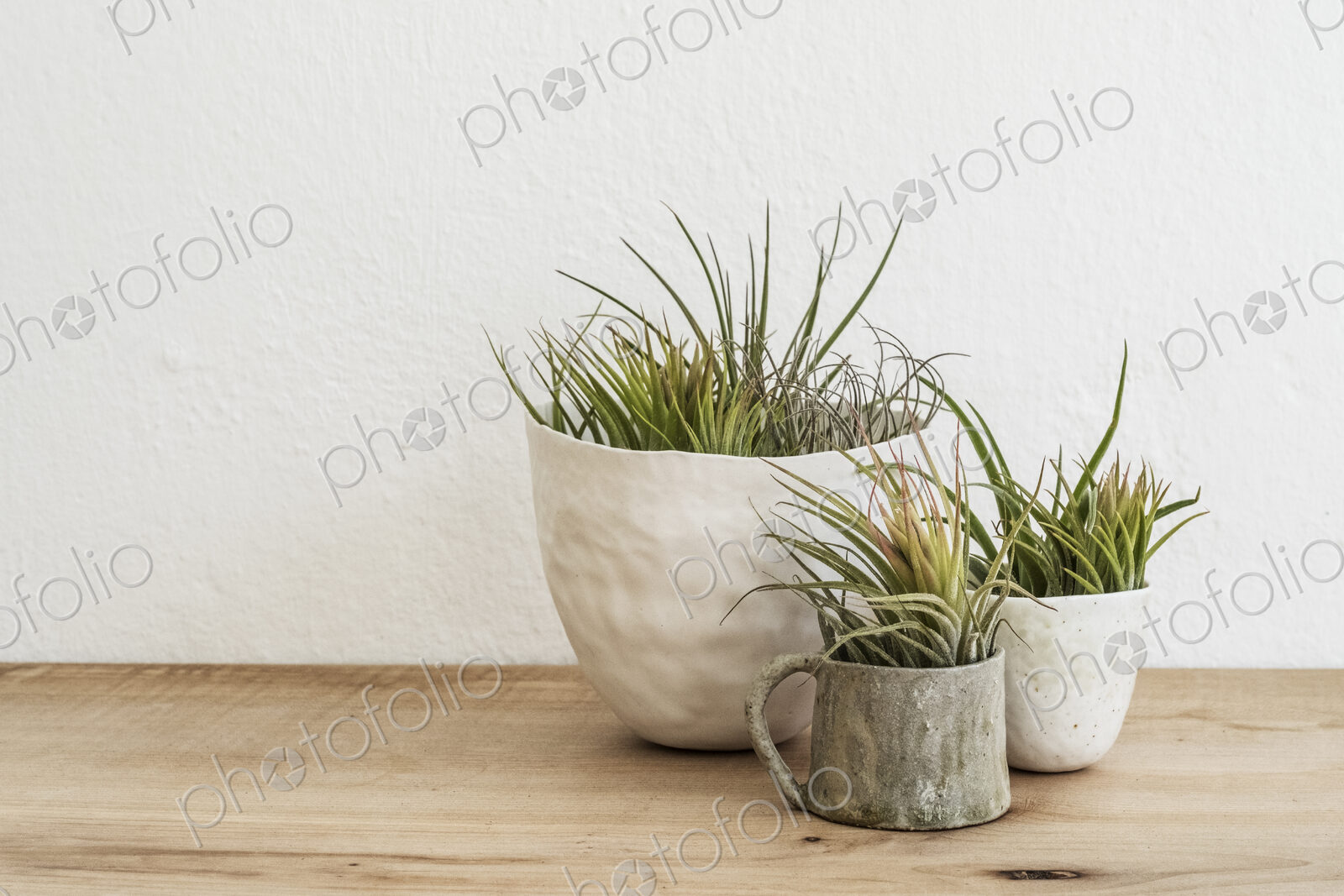 Close up of three varieties of air plants in terracotta pots on a wooden shelf.