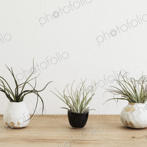 Close up of three varieties of air plants in terracotta pots on a wooden shelf. Close up of three varieties of air plants in terracotta pots on a wooden shelf.
