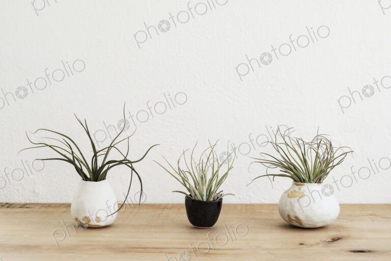 Close up of three varieties of air plants in terracotta pots on a wooden shelf.