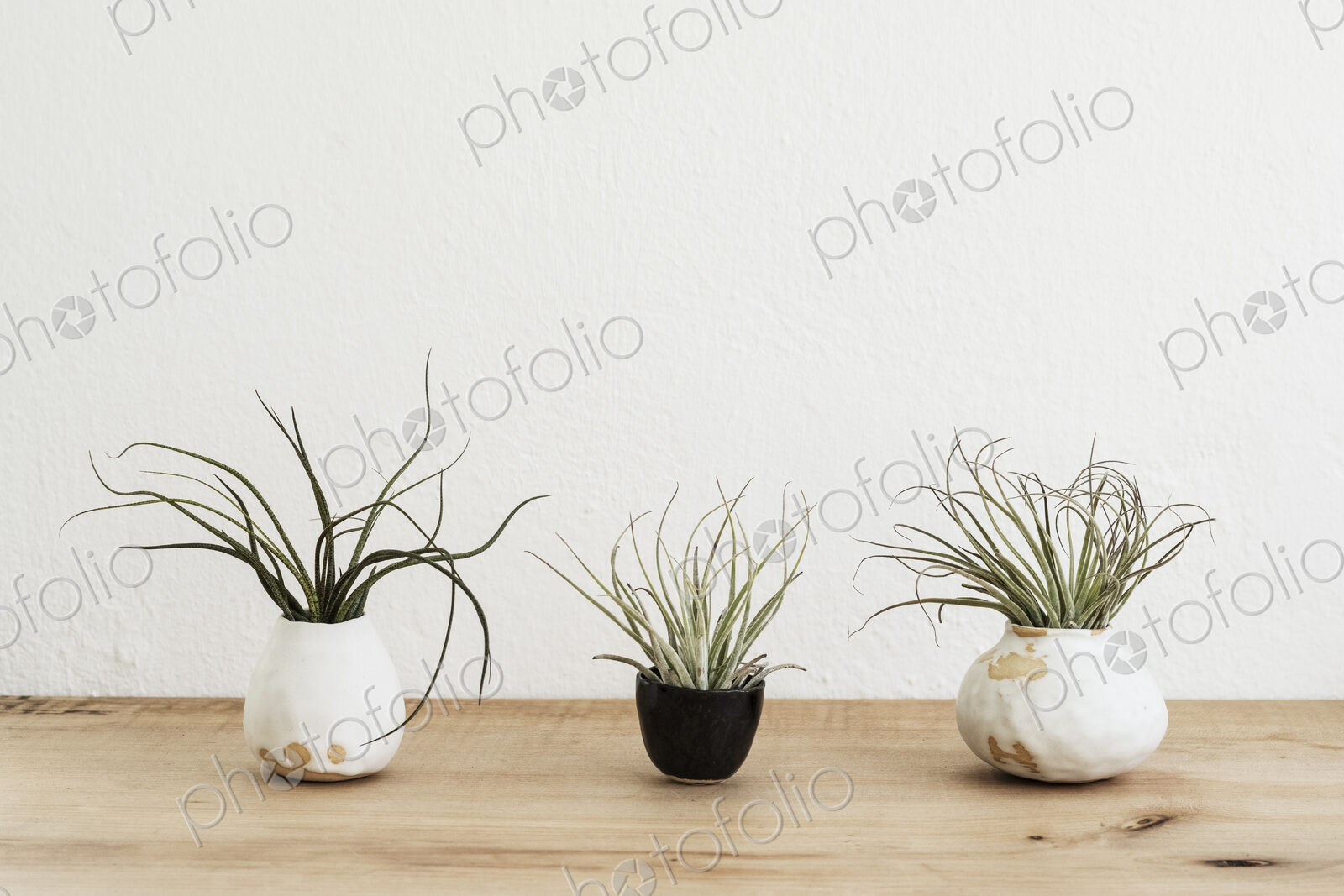 Close up of three varieties of air plants in terracotta pots on a wooden shelf.