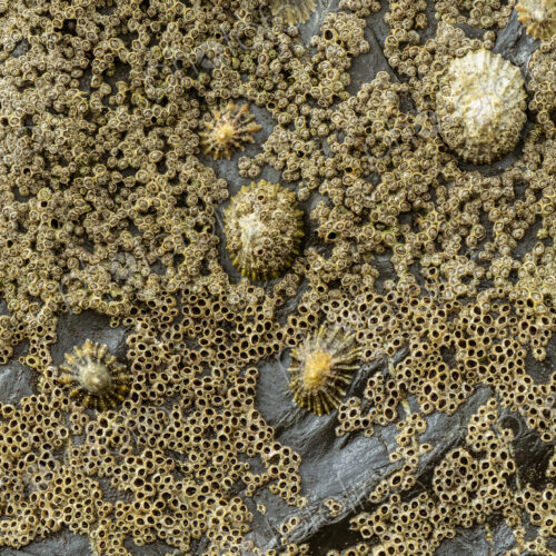 Close up of tidal rocks on a beach and small barnacles and mussels colonising the rock…