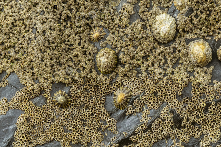 Close up of tidal rocks on a beach and small barnacles and mussels colonising the rock…