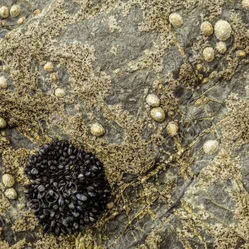 Close up of tidal rocks on a beach and small barnacles and mussels colonising the rock…