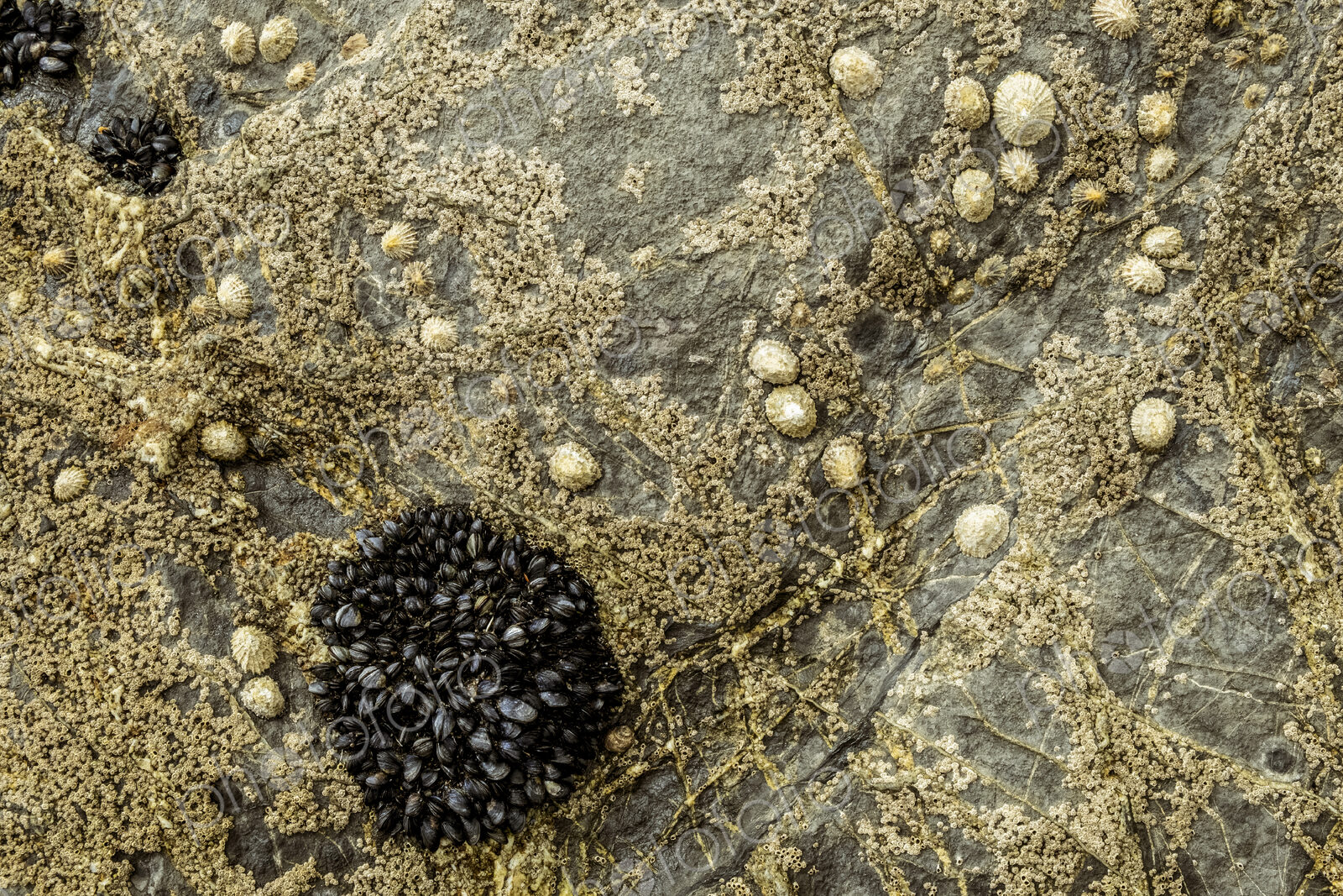 Close up of tidal rocks on a beach and small barnacles and mussels colonising the rock…