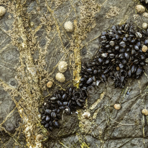 Close up of tidal rocks on a beach and small barnacles and mussels colonising the rock…