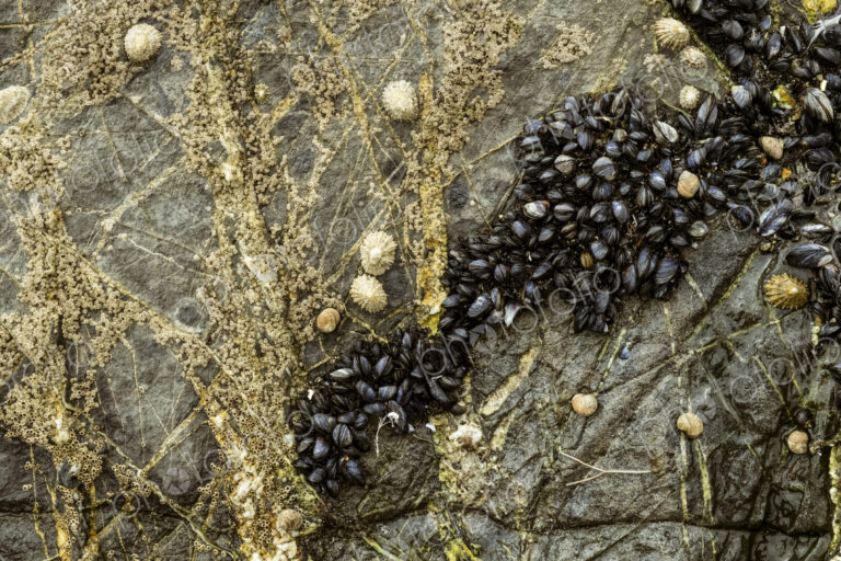 Close up of tidal rocks on a beach and small barnacles and mussels colonising the rock…