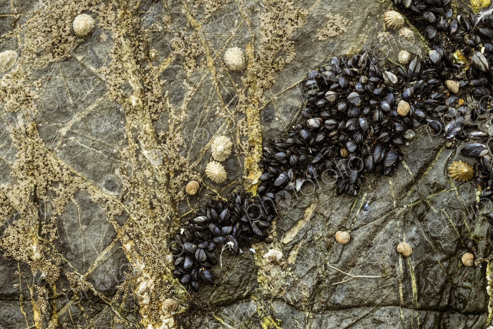 Close up of tidal rocks on a beach and small barnacles and mussels colonising the rock…