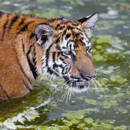 Close up of tiger wading in water. Close up of tiger wading in water.