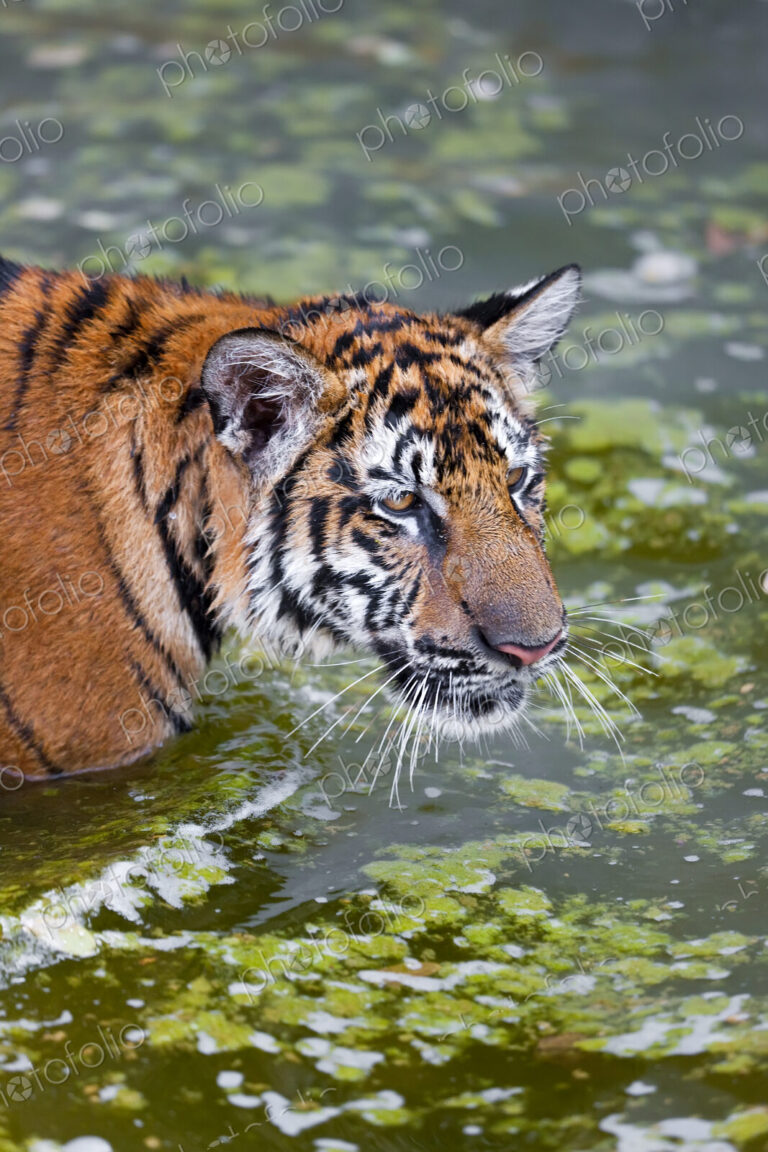Close up of tiger wading in water.