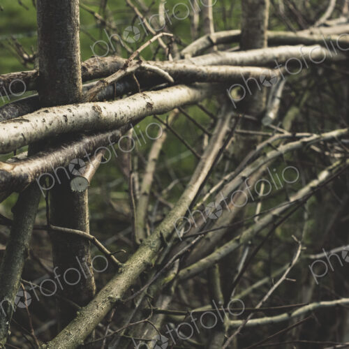 Close up of traditional hedge made with interwoven pleachers.