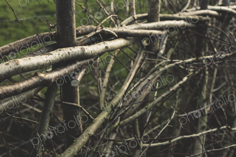 Close up of traditional hedge made with interwoven pleachers.