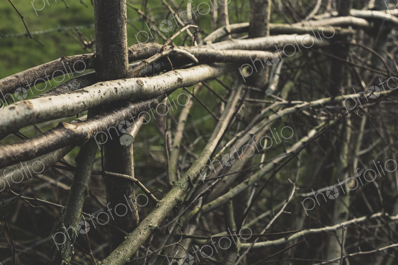 Close up of traditional hedge made with interwoven pleachers.