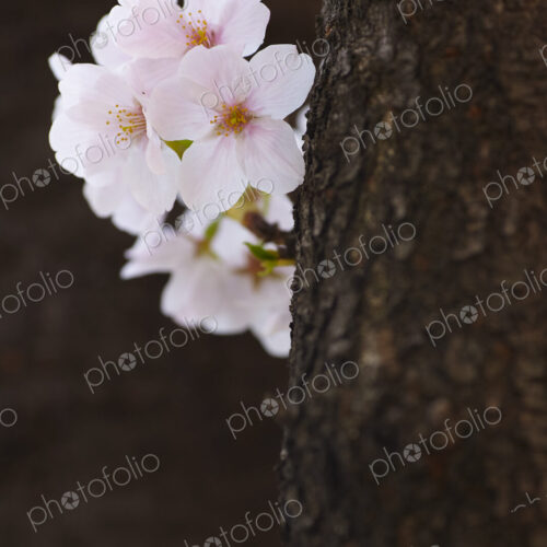 Close up of tree trunk and white Japanese Cherry Blossoms. Close up of tree trunk and white Japanese Cherry Blossoms.