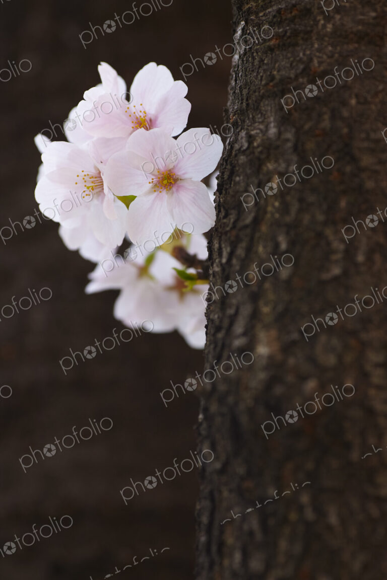 Close up of tree trunk and white Japanese Cherry Blossoms.
