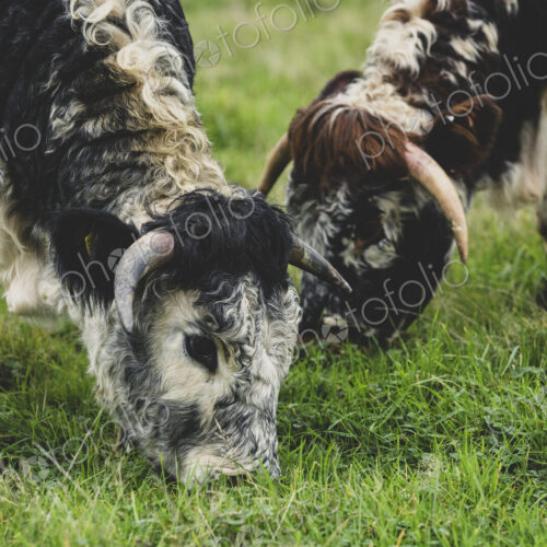 Close up of two English Longhorn cows grazing on a pasture. Close up of two English Longhorn cows grazing on a pasture.