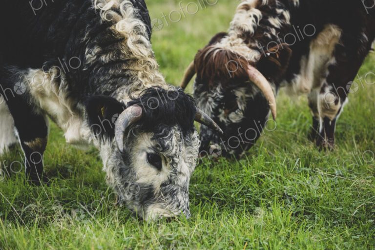 Close up of two English Longhorn cows grazing on a pasture.