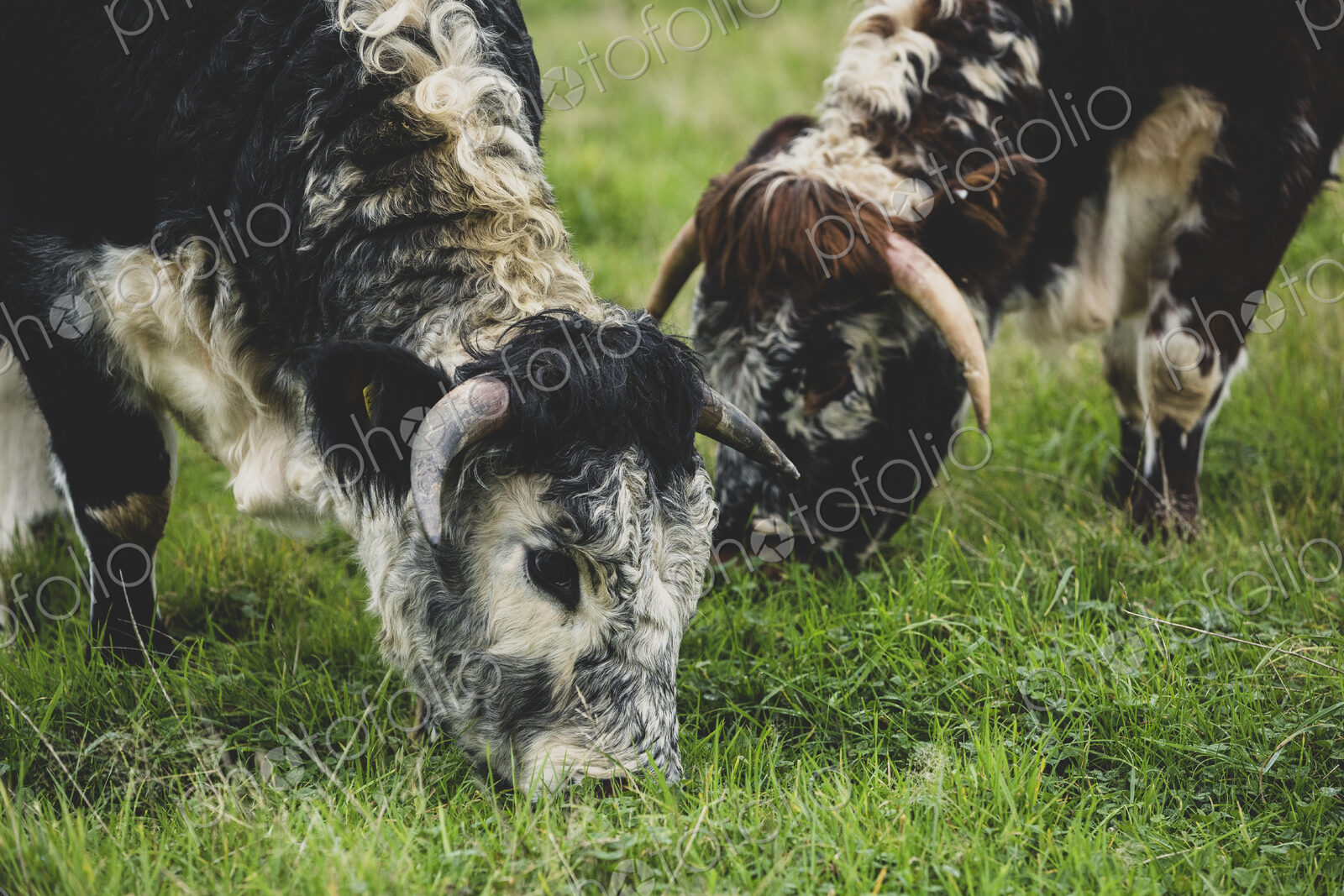 Close up of two English Longhorn cows grazing on a pasture.