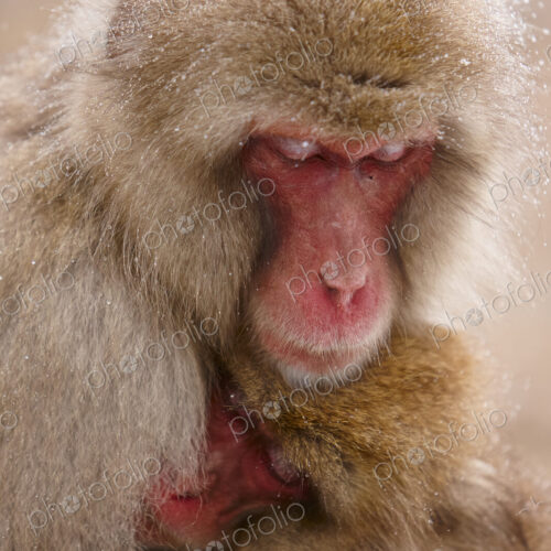 Close up of two Japanese Macaque, Snow Monkey, Macaca fuscata, huddling close together.