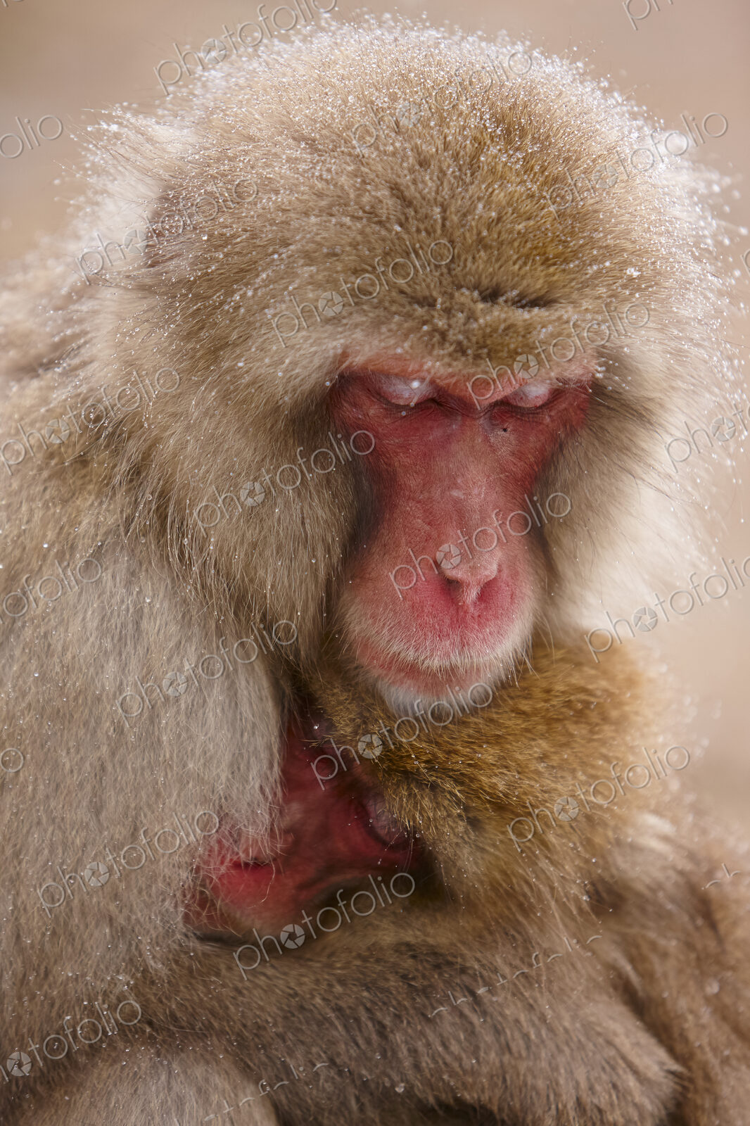 Close up of two Japanese Macaque, Snow Monkey, Macaca fuscata, huddling close together.