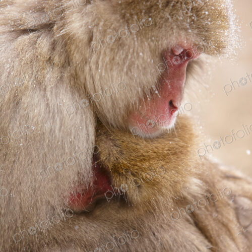 Close up of two Japanese Macaque, Snow Monkey, Macaca fuscata, huddling close together. Close up of two Japanese Macaque, Snow Monkey, Macaca fuscata, huddling close together.