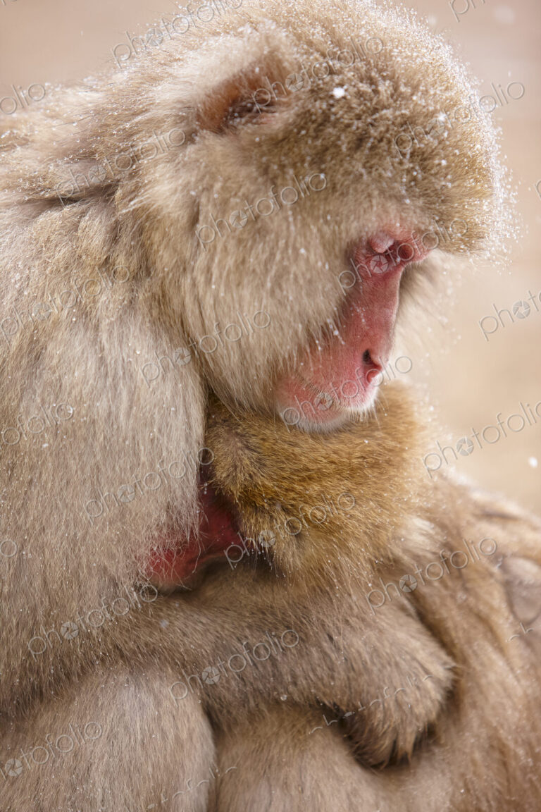 Close up of two Japanese Macaque, Snow Monkey, Macaca fuscata, huddling close together.
