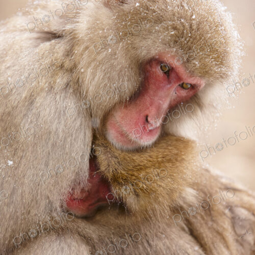 Close up of two Japanese Macaque, Snow Monkey, Macaca fuscata, huddling close together. Close up of two Japanese Macaque, Snow Monkey, Macaca fuscata, huddling close together.