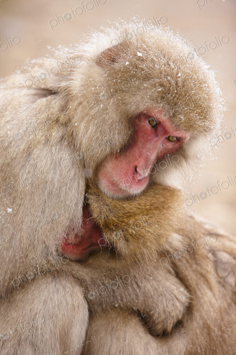 Close up of two Japanese Macaque, Snow Monkey, Macaca fuscata, huddling close together.