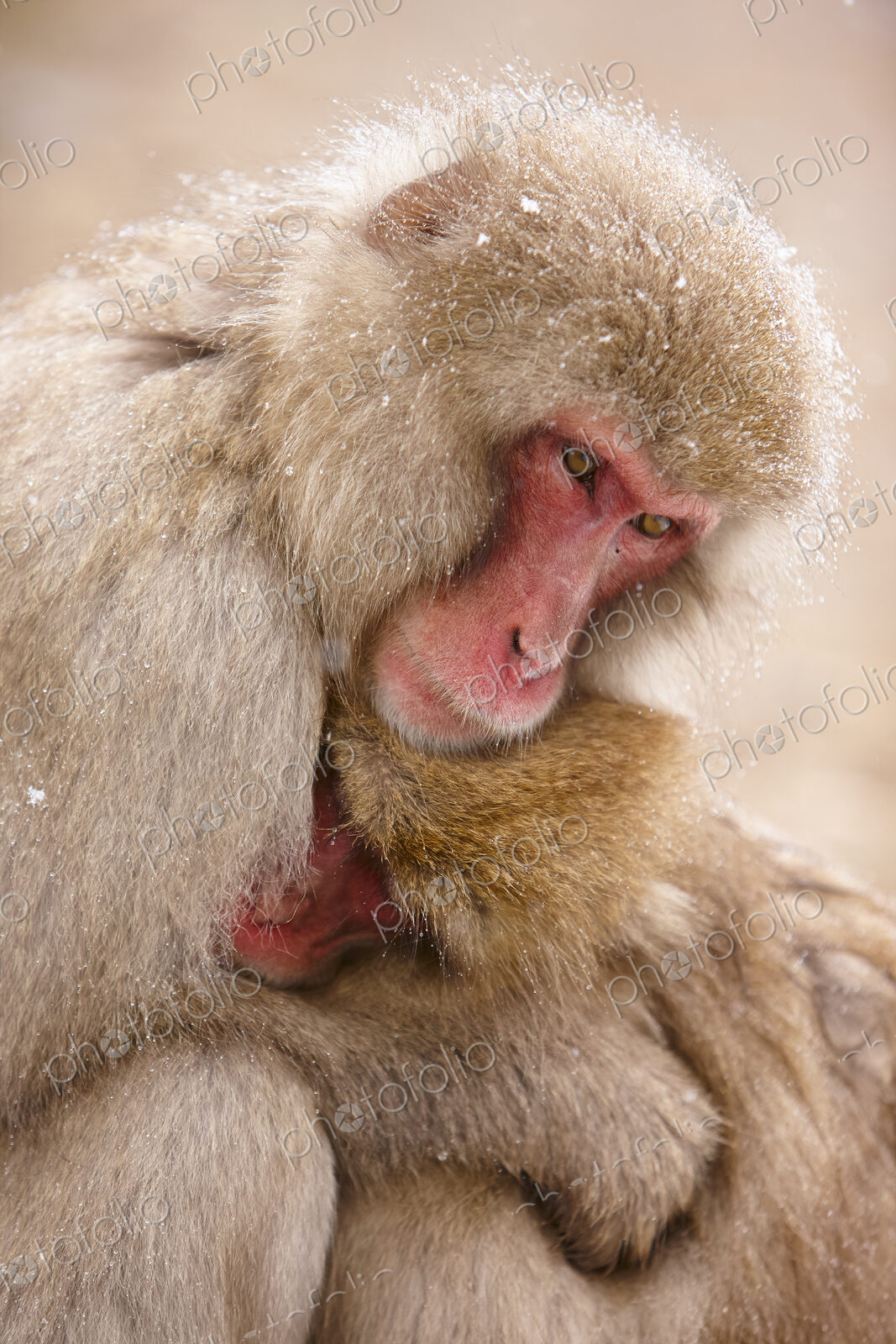 Close up of two Japanese Macaque, Snow Monkey, Macaca fuscata, huddling close together.