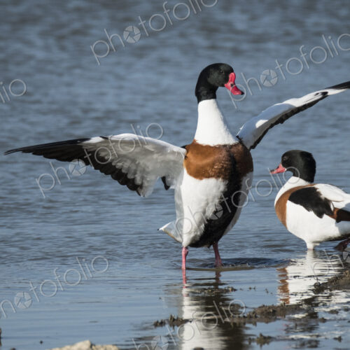 Close up of two Red Billed Ducks in a river, one spreading it's wings. Close up of two Red Billed Ducks in a river, one spreading it's wings.