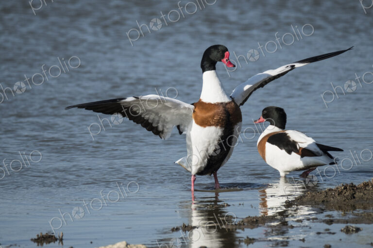 Close up of two Red Billed Ducks in a river, one spreading it's wings.