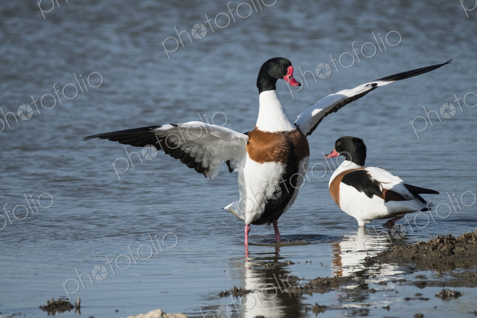 Close up of two Red Billed Ducks in a river, one spreading its wings.