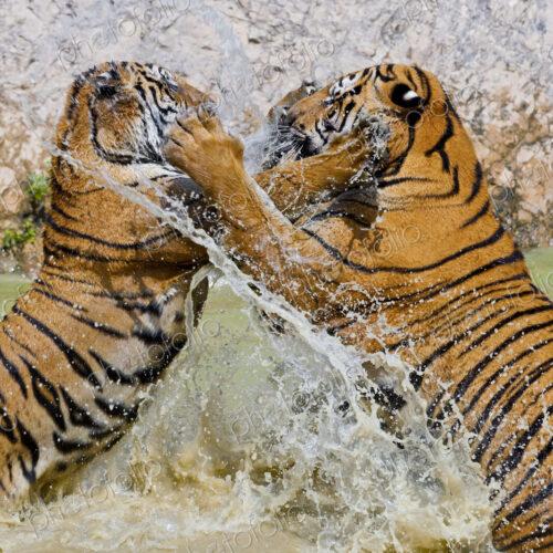 Close up of two tigers in a watering hole, standing on their hind legs, fighting. Close up of two tigers in a watering hole, standing on their hind legs, fighting.