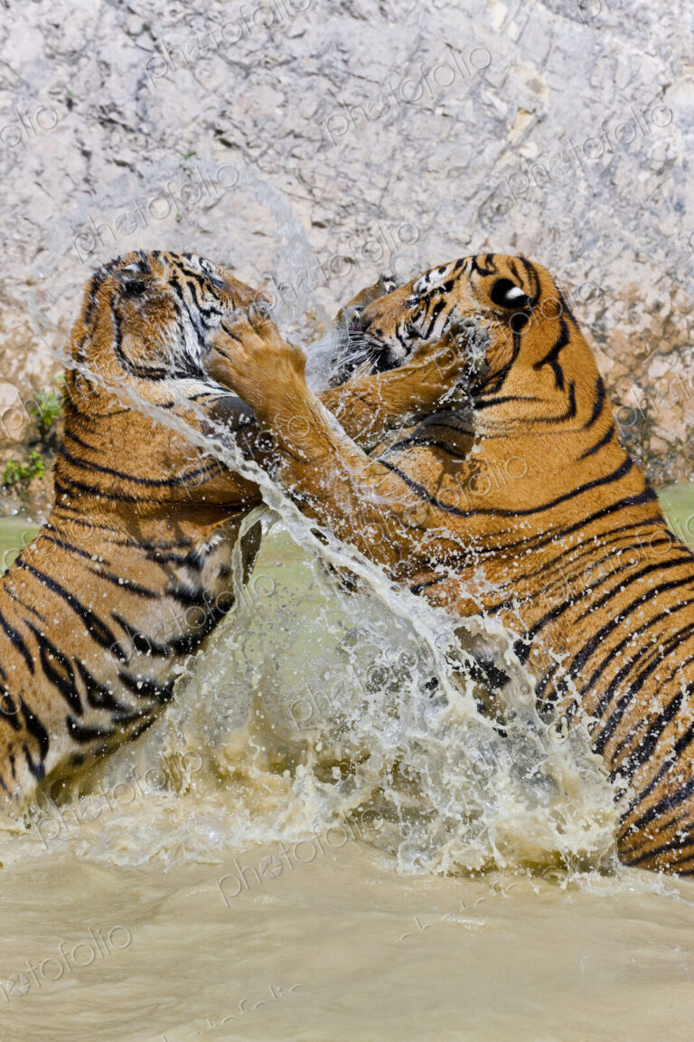 Close up of two tigers in a watering hole, standing on their hind legs, fighting.
