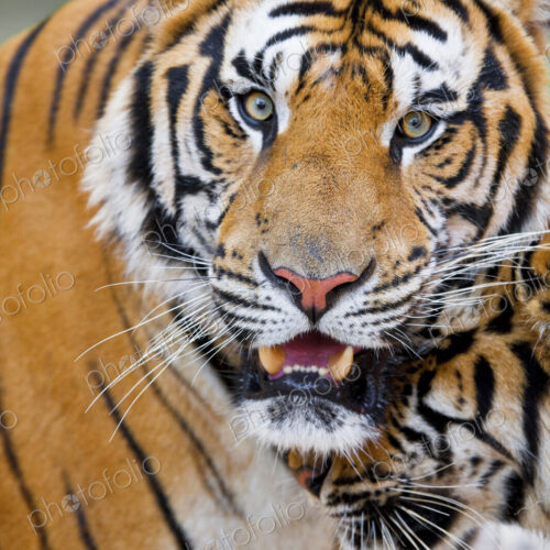 Close up of two tigers, one alert and looking at camera. Close up of two tigers, one alert and looking at camera.