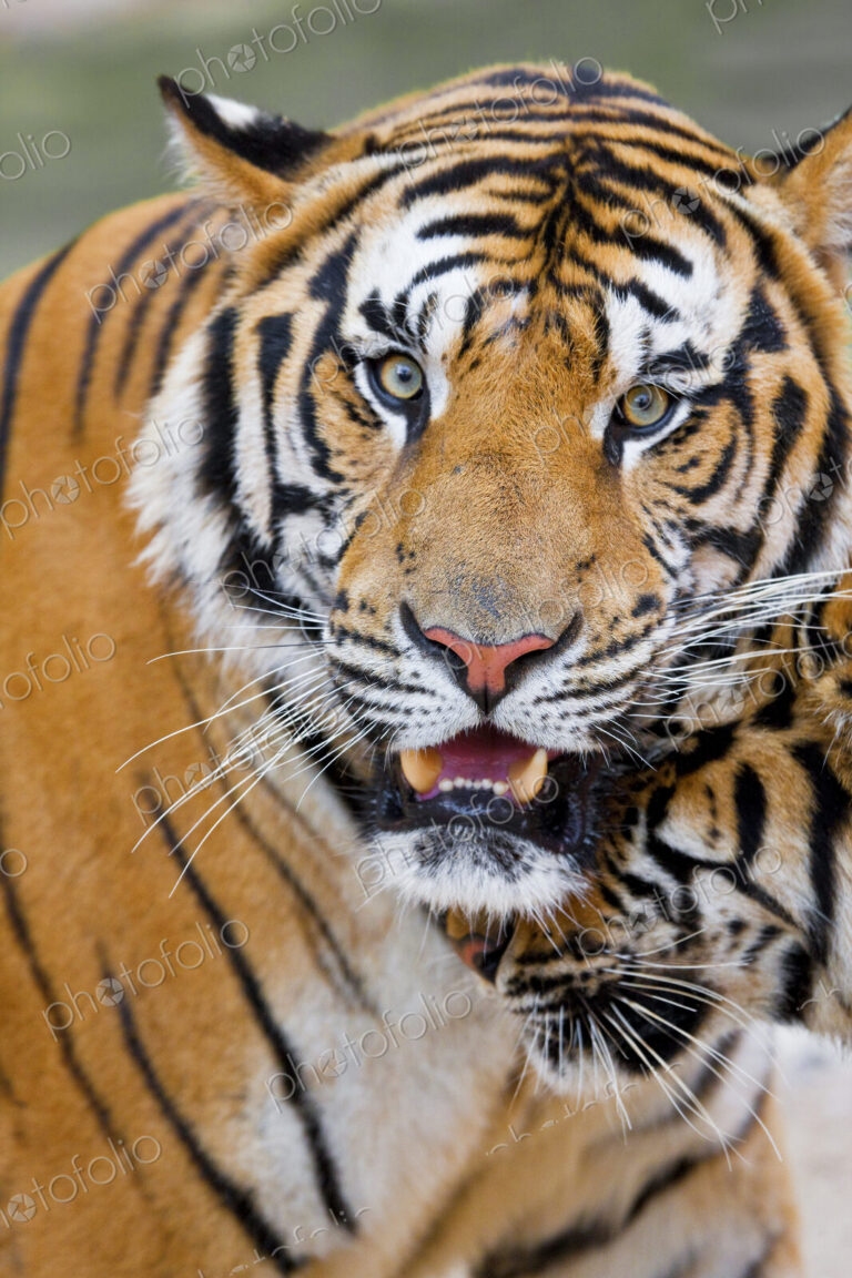 Close up of two tigers, one alert and looking at camera.