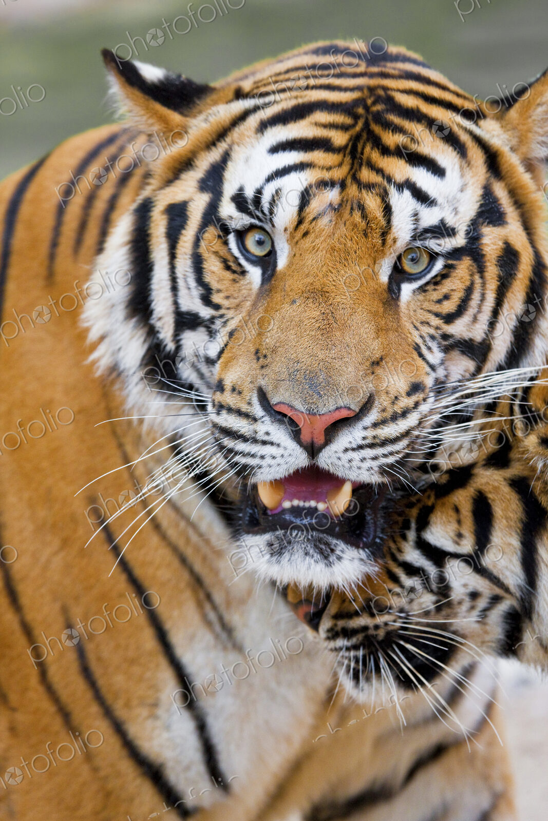 Close up of two tigers, one alert and looking at camera.