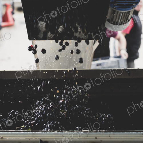 Close up of vat with black grapes at a vineyard.