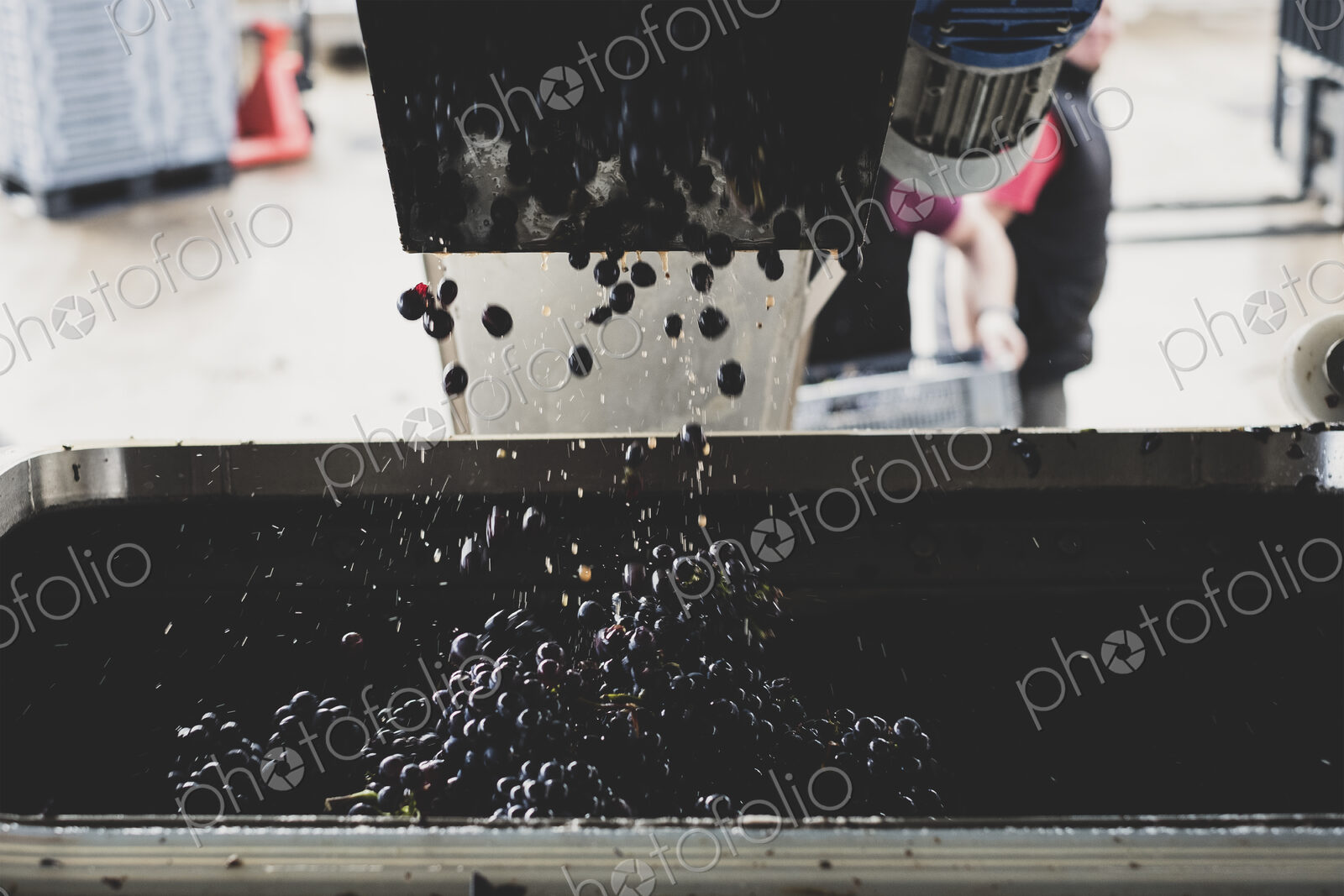 Close up of vat with black grapes at a vineyard.