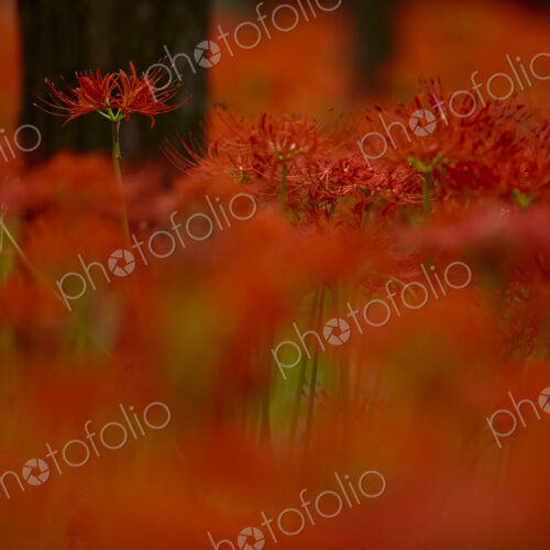 Close up of vibrant red higanbana Equinox flowers under trees. Close up of vibrant red higanbana Equinox flowers under trees.