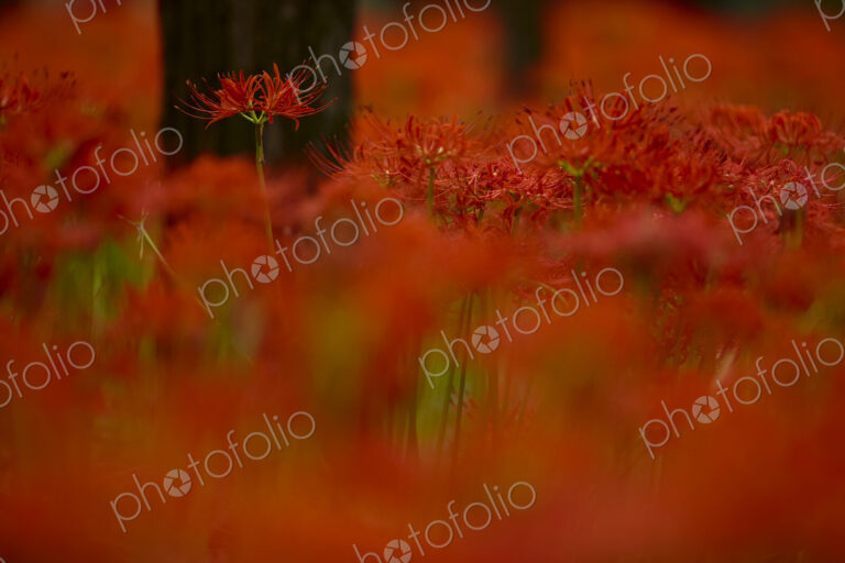 Close up of vibrant red higanbana Equinox flowers under trees.
