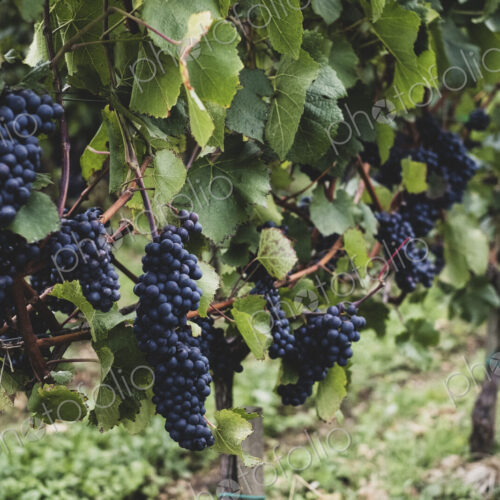 Close up of vines with bunches of ripe black grapes at a vineyard.
