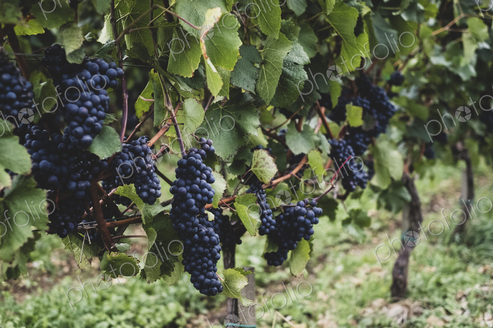Close up of vines with bunches of ripe black grapes at a vineyard.