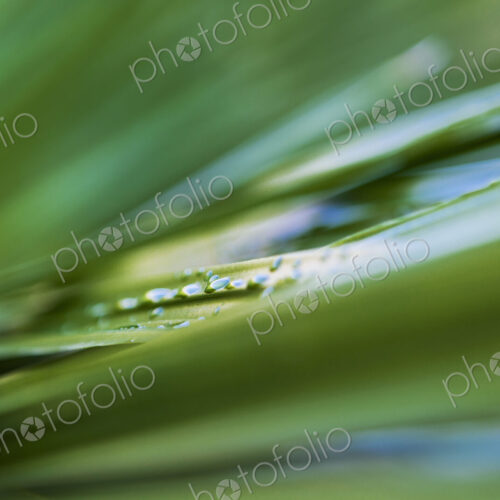 Close up of water droplets on green plant leaves. Close up of water droplets on green plant leaves.