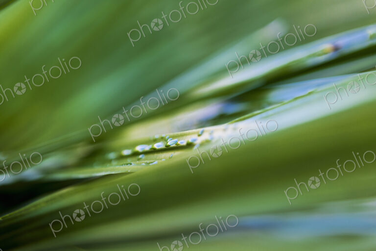 Close up of water droplets on green plant leaves.