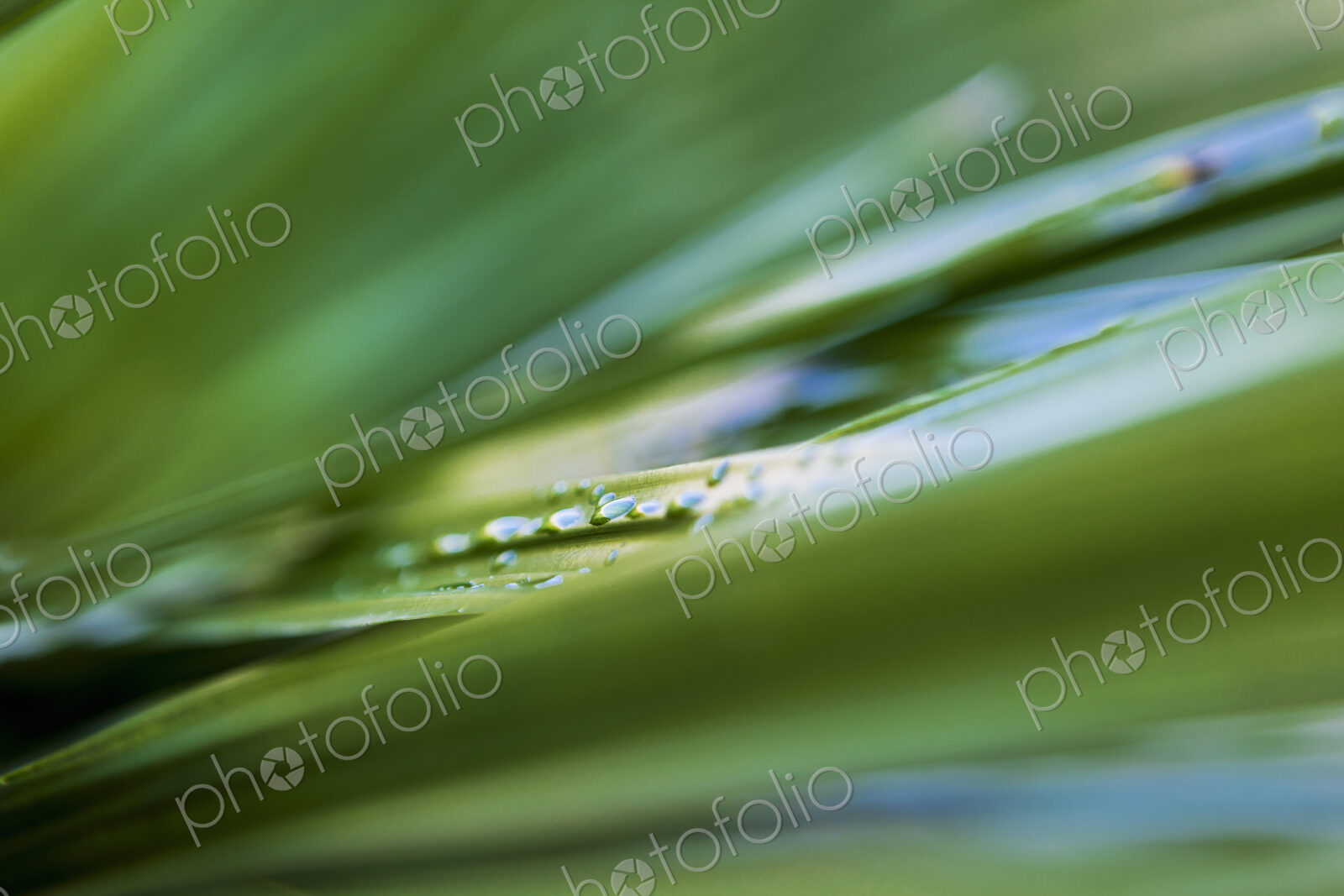 Close up of water droplets on green plant leaves.
