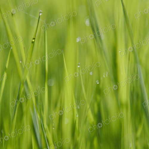 Close up of water drops on blades of lush, green grass, Olympic NP Close up of water drops on blades of lush, green grass, Olympic NP