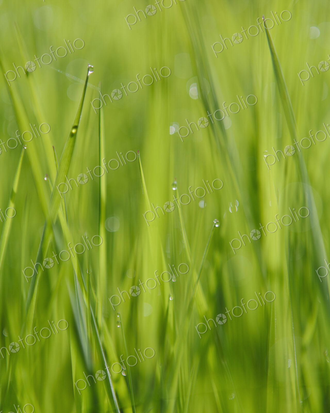 Close up of water drops on blades of lush, green grass, Olympic NP