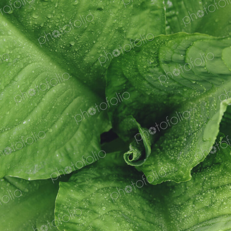 Close up of water drops on lush, green Skunk cabbage leaves (Lysichiton americanus),…