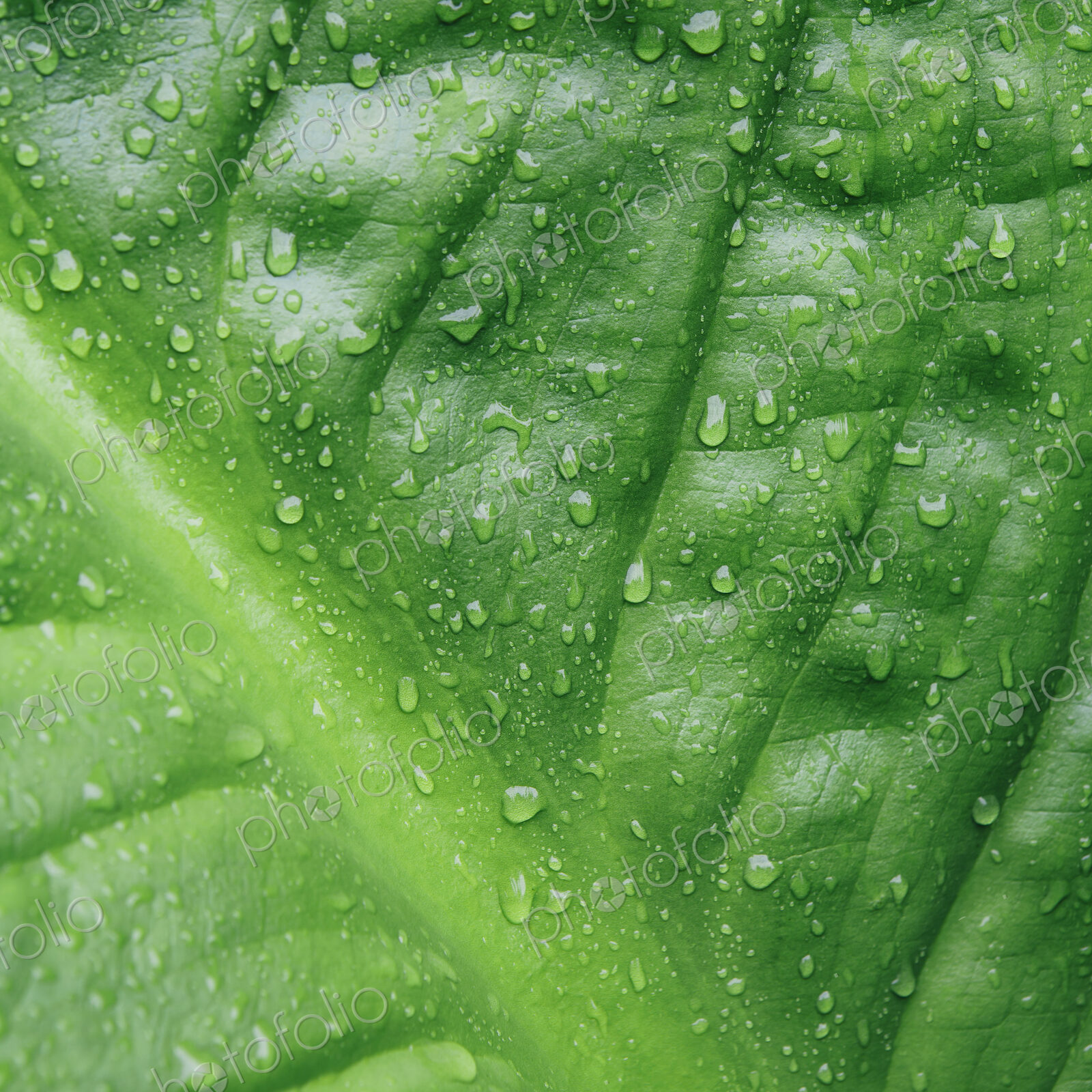 Close up of water drops on lush, green Skunk cabbage leaves (Lysichiton americanus),…