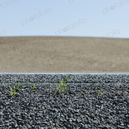 Close up of weeds growing on the roadside, and a view to farmland, near Pullman, in…